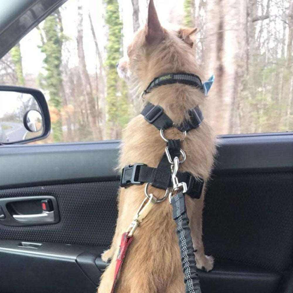 Dog Seat Belt